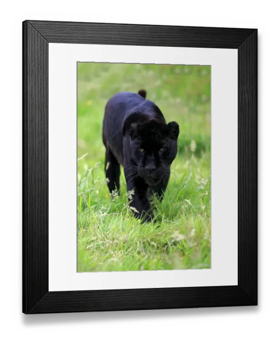 Framed Print : Jaguar (Panthera onca) Black Panther melanistic form, adult, walking on grass, July (captive) Framed Print : Jaguar (Panthera onca) Black Panther melanistic form, adult, walking on grass, July (captive)
