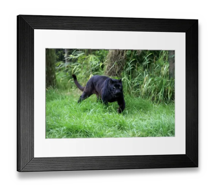 Framed Print : Leopard (Panthera pardus) Black Panther melanistic form, adult, walking on grass, July (captive) Framed Print : Leopard (Panthera pardus) Black Panther melanistic form, adult, walking on grass, July (captive)