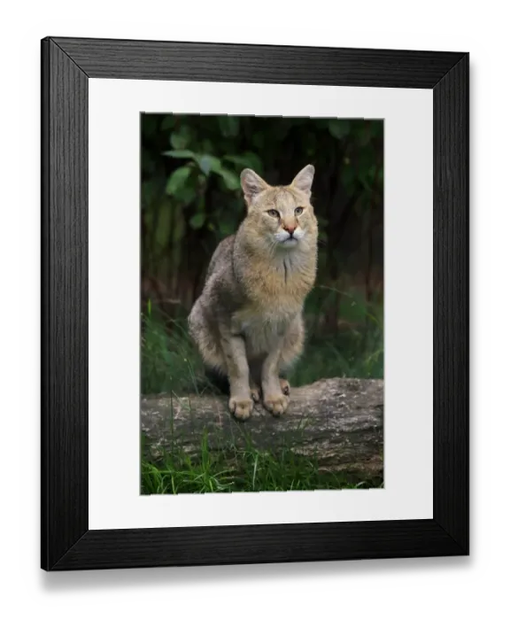 Framed Print : Jungle Cat (Felis chaus) adult, sitting on log, July (captive) Framed Print : Jungle Cat (Felis chaus) adult, sitting on log, July (captive)