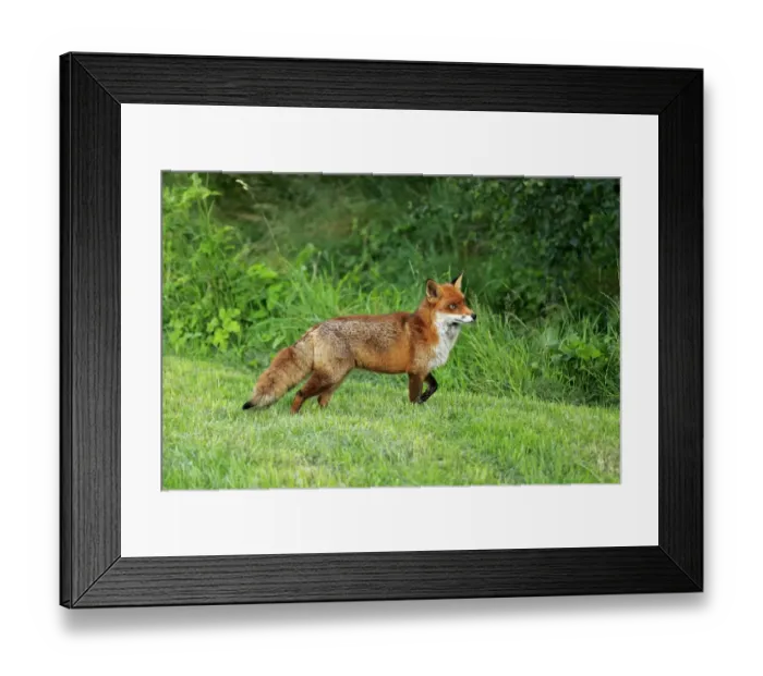 Framed Print : European Red Fox (Vulpes vulpes) adult, standing on grass, Surrey, England, July (captive) Framed Print : European Red Fox (Vulpes vulpes) adult, standing on grass, Surrey, England, July (captive)