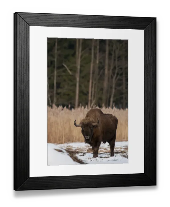 Framed Print : European Bison (Bison bonasus) adult male, standing on snow covered meadow, Bialowieza N. P Framed Print : European Bison (Bison bonasus) adult male, standing on snow covered meadow, Bialowieza N. P