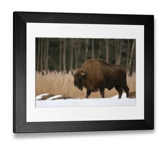 Framed Print : European Bison (Bison bonasus) adult male, walking on snow covered meadow, Bialowieza N. P Framed Print : European Bison (Bison bonasus) adult male, walking on snow covered meadow, Bialowieza N. P