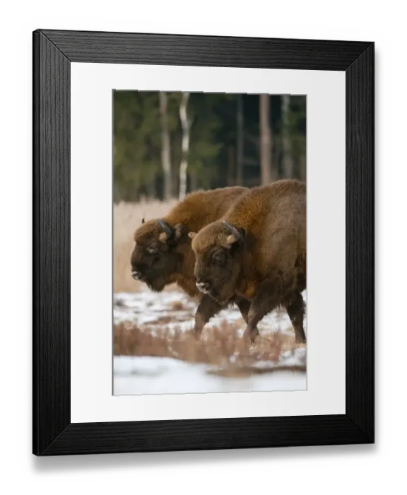 Framed Print : European Bison (Bison bonasus) two adults, walking on snow covered meadow, Bialowieza N. P Framed Print : European Bison (Bison bonasus) two adults, walking on snow covered meadow, Bialowieza N. P