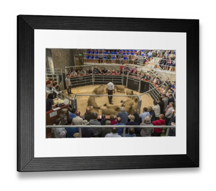 Framed Print : Livestock market, mule lambs moving around auction ring in circle as they are sold, Wigton Auction Market, Wigton Framed Print : Livestock market, mule lambs moving around auction ring in circle as they are sold, Wigton Auction Market, Wigton