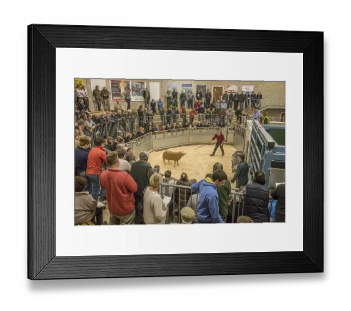 Framed Print : Livestock market, selling Texel ram in auction ring, Welshpool Auction Mart, Welshpool, Powys, Wales, October Framed Print : Livestock market, selling Texel ram in auction ring, Welshpool Auction Mart, Welshpool, Powys, Wales, October