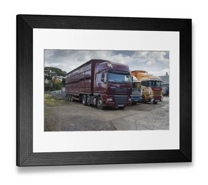Framed Print : Livestock lorries unloading at market, Llanrwst Cattle Mart, Llanrwst, Conwy, North Wales, October Framed Print : Livestock lorries unloading at market, Llanrwst Cattle Mart, Llanrwst, Conwy, North Wales, October