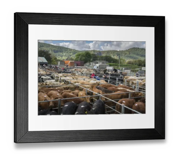Framed Print : Livestock market, beef cattle in pens ready for sale, Llanrwst Cattle Mart, Llanrwst, Conwy, North Wales, October Framed Print : Livestock market, beef cattle in pens ready for sale, Llanrwst Cattle Mart, Llanrwst, Conwy, North Wales, October
