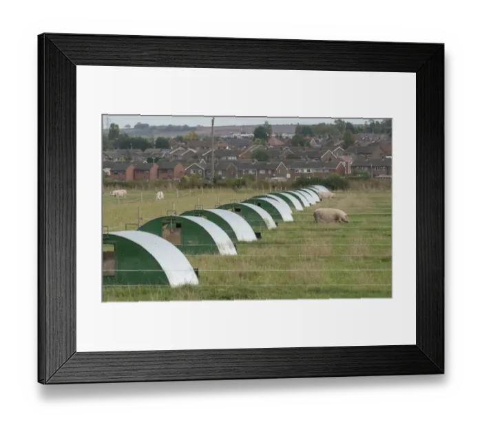 Framed Print : Pig farming, arcs on outdoor pig unit near to town houses, near Retford, Nottinghamshire, England, October