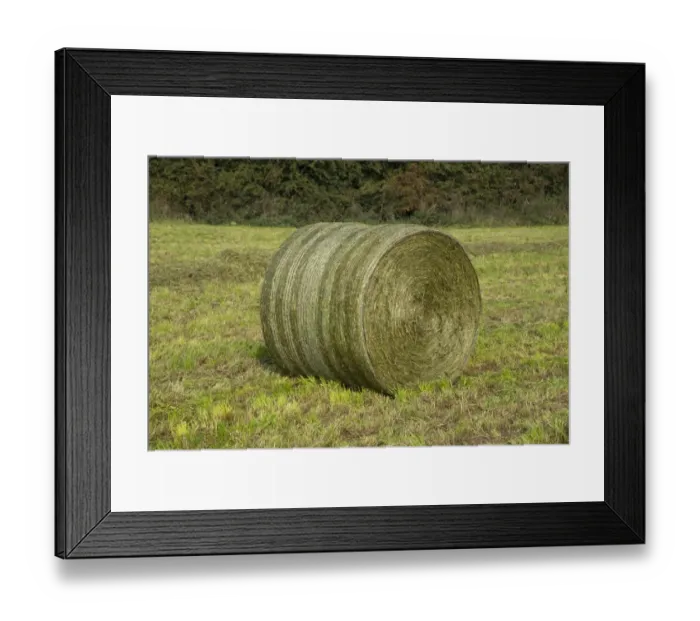 Framed Print : Round bale of silage in field, Cheshire, England, September Framed Print : Round bale of silage in field, Cheshire, England, September