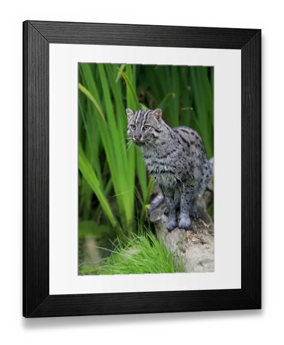 Framed Print : Fishing Cat (Prionailurus viverrinus) adult, standing on log, July (captive) Framed Print : Fishing Cat (Prionailurus viverrinus) adult, standing on log, July (captive)
