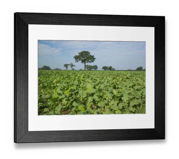 Framed Print : Kale (Brassica oleracea) and Stubble Turnip (Brassica rapa subsp. rapa) crop, field for grazing by dairy cows Framed Print : Kale (Brassica oleracea) and Stubble Turnip (Brassica rapa subsp. rapa) crop, field for grazing by dairy cows