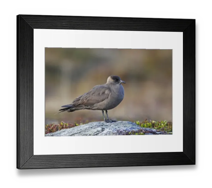 Framed Print : Arctic Skua (Stercorarius parasiticus) dark phase, adult, standing on rock, Flatanger, Norway, June Framed Print : Arctic Skua (Stercorarius parasiticus) dark phase, adult, standing on rock, Flatanger, Norway, June