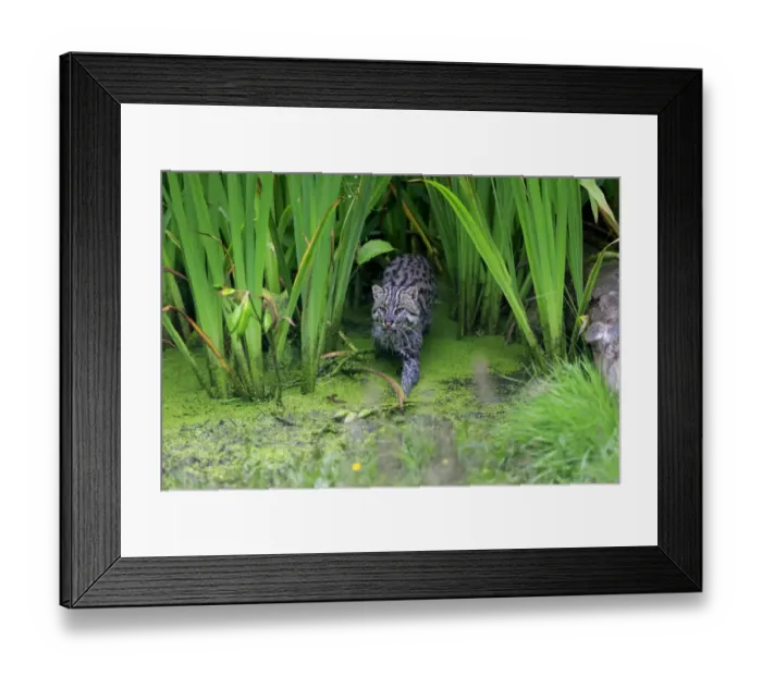 Framed Print : Fishing Cat (Prionailurus viverrinus) adult, walking in shallow water, July (captive) Framed Print : Fishing Cat (Prionailurus viverrinus) adult, walking in shallow water, July (captive)