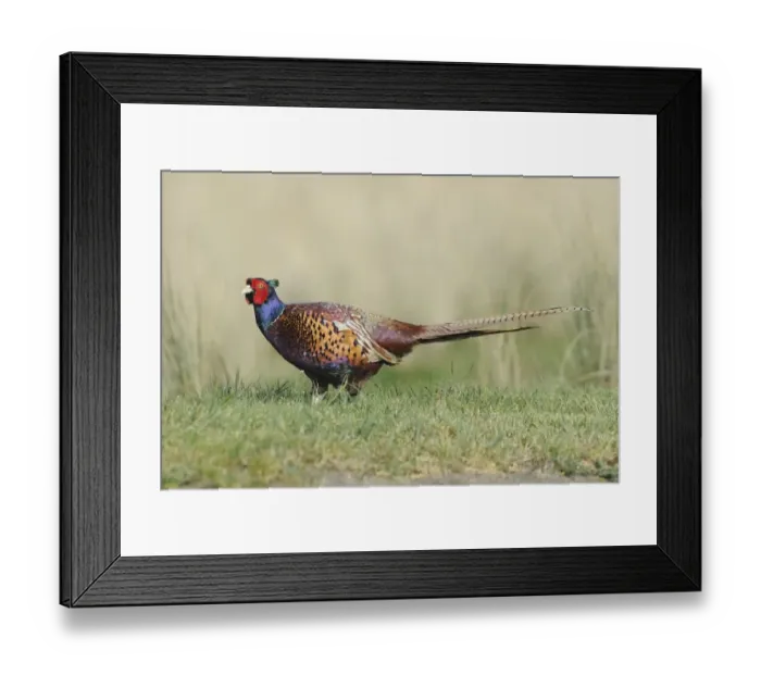 Framed Print : Common Pheasant (Phasianus colchicus) adult male, walking on grass, Texel, West Frisian Islands, Wadden Sea Framed Print : Common Pheasant (Phasianus colchicus) adult male, walking on grass, Texel, West Frisian Islands, Wadden Sea