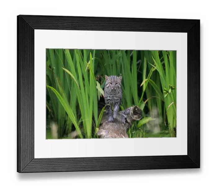 Framed Print : Fishing Cat (Prionailurus viverrinus) adult, walking on log, July (captive) Framed Print : Fishing Cat (Prionailurus viverrinus) adult, walking on log, July (captive)