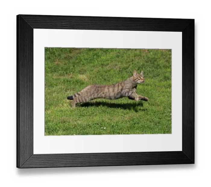 Framed Print : European Wild Cat (Felis silvestris) adult, running on grass, July (captive) Framed Print : European Wild Cat (Felis silvestris) adult, running on grass, July (captive)