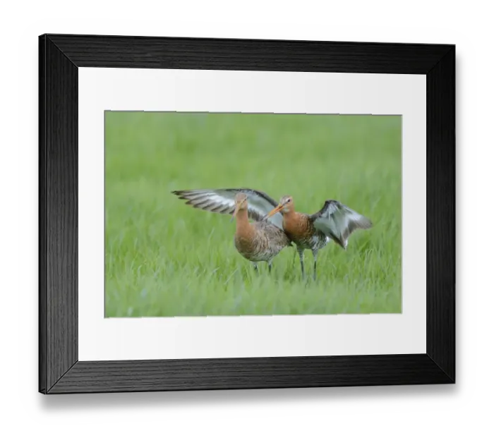 Framed Print : Black-tailed Godwit (Limosa limosa) adult pair, breeding plumage, mating, Netherlands, April Framed Print : Black-tailed Godwit (Limosa limosa) adult pair, breeding plumage, mating, Netherlands, April