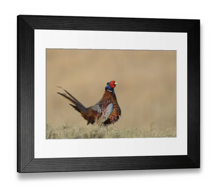 Framed Print : Common Pheasant (Phasianus colchicus) adult male, standing on grass, Texel, West Frisian Islands, Wadden Sea Framed Print : Common Pheasant (Phasianus colchicus) adult male, standing on grass, Texel, West Frisian Islands, Wadden Sea
