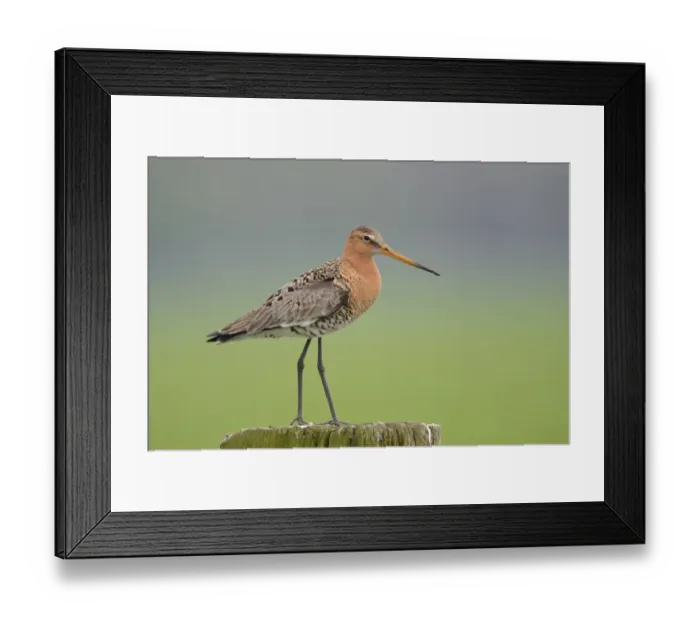 Framed Print : Black-tailed Godwit (Limosa limosa) adult, breeding plumage, standing on fencepost, Netherlands, April Framed Print : Black-tailed Godwit (Limosa limosa) adult, breeding plumage, standing on fencepost, Netherlands, April