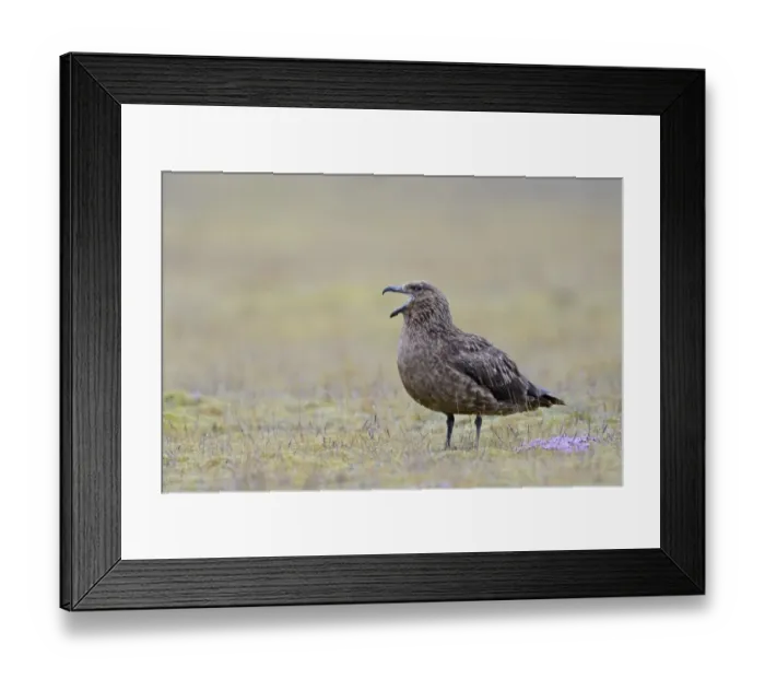 Framed Print : Great Skua (Stercorarius skua) adult, calling, standing on tundra during rainfall, Iceland, June Framed Print : Great Skua (Stercorarius skua) adult, calling, standing on tundra during rainfall, Iceland, June