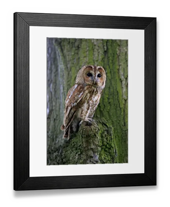 Framed Print : Tawny Owl (Strix aluco) adult, perched on tree trunk, Surrey, England, July (captive) Framed Print : Tawny Owl (Strix aluco) adult, perched on tree trunk, Surrey, England, July (captive)