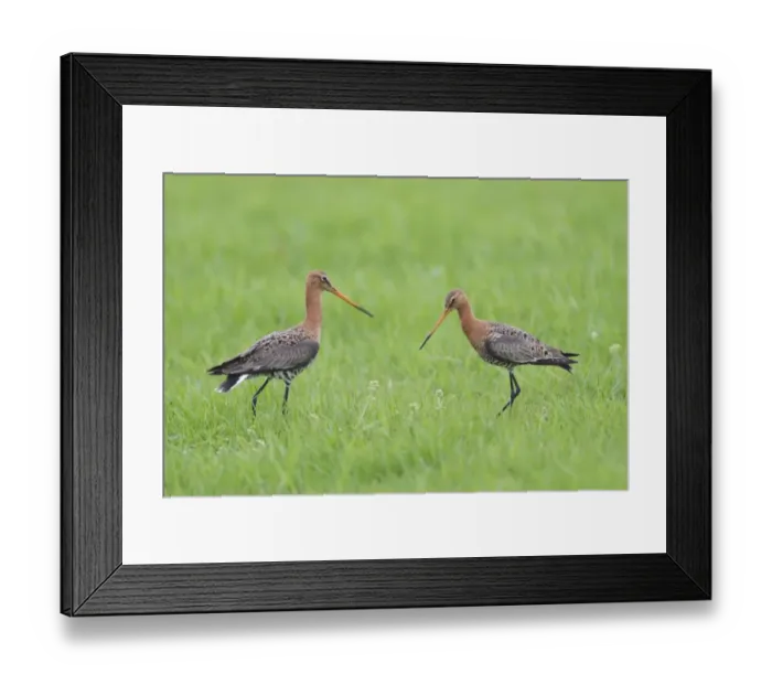 Framed Print : Black-tailed Godwit (Limosa limosa) two adults, breeding plumage, standing in meadow at territorial boundary, Texel Framed Print : Black-tailed Godwit (Limosa limosa) two adults, breeding plumage, standing in meadow at territorial boundary, Texel