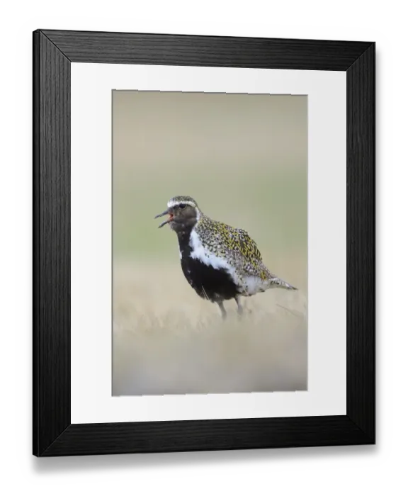 Framed Print : Eurasian Golden Plover (Pluvialis apricaria) adult, breeding plumage, calling, standing on tundra, Iceland, May Framed Print : Eurasian Golden Plover (Pluvialis apricaria) adult, breeding plumage, calling, standing on tundra, Iceland, May