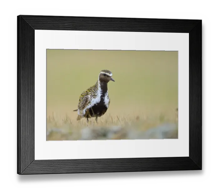 Framed Print : Eurasian Golden Plover (Pluvialis apricaria) adult, breeding plumage, standing on tundra, Iceland, May Framed Print : Eurasian Golden Plover (Pluvialis apricaria) adult, breeding plumage, standing on tundra, Iceland, May