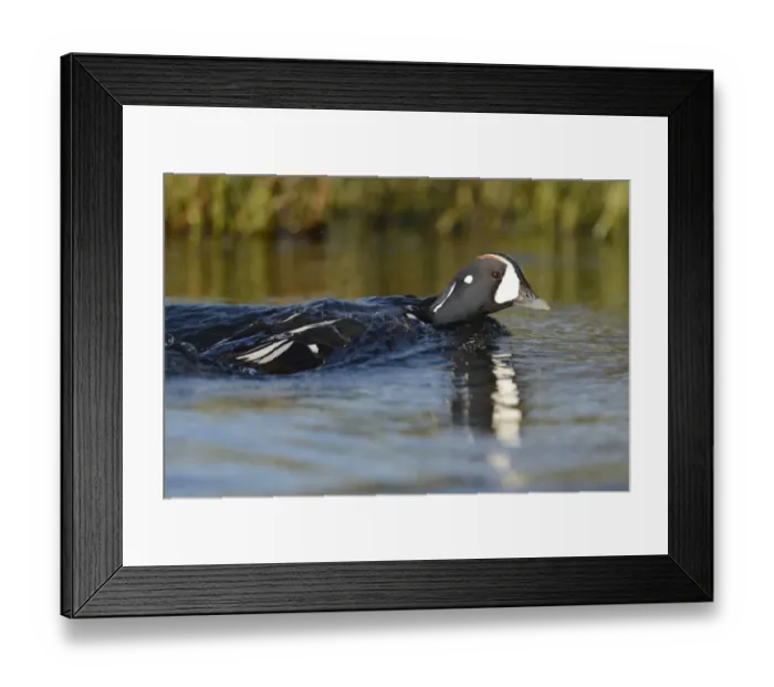 Framed Print : Harlequin Duck (Histrionicus histrionicus) adult male, breeding plumage, swimming on river, River Laxa, Iceland, June Framed Print : Harlequin Duck (Histrionicus histrionicus) adult male, breeding plumage, swimming on river, River Laxa, Iceland, June