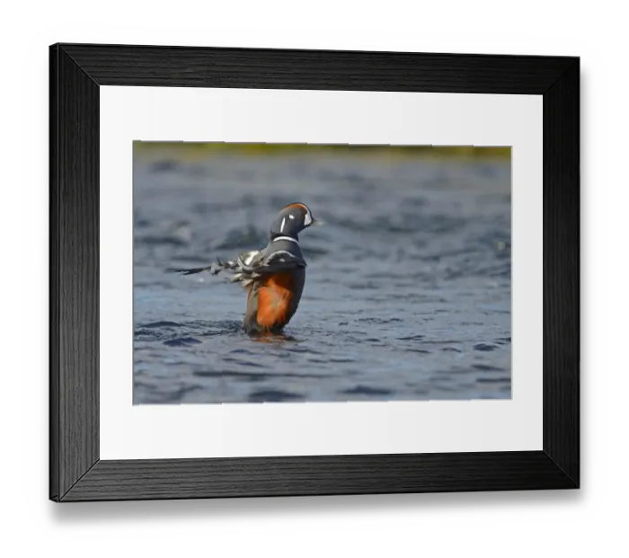 Framed Print : Harlequin Duck (Histrionicus histrionicus) adult male, breeding plumage, flapping wings on river, River Laxa, Iceland Framed Print : Harlequin Duck (Histrionicus histrionicus) adult male, breeding plumage, flapping wings on river, River Laxa, Iceland
