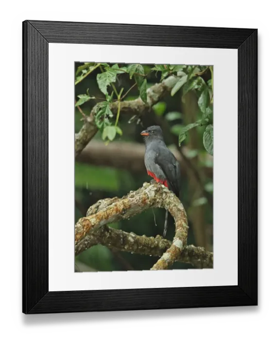 Framed Print : Slaty-tailed Trogon (Trogon massena hoffmanni) adult female, perched on branch during rainfall, Pipeline Road, Panama Framed Print : Slaty-tailed Trogon (Trogon massena hoffmanni) adult female, perched on branch during rainfall, Pipeline Road, Panama