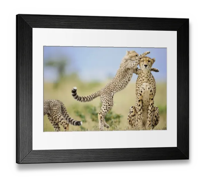 Framed Print : Cheetah (Acinonyx jubatus raineyii) adult female and cubs, one leaping up to mother, Masai Mara, Kenya, November Framed Print : Cheetah (Acinonyx jubatus raineyii) adult female and cubs, one leaping up to mother, Masai Mara, Kenya, November