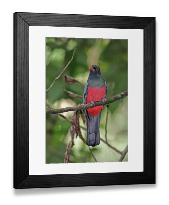 Framed Print : Slaty-tailed Trogon (Trogon massena hoffmanni) adult male, perched on branch, Pipeline Road, Panama, November Framed Print : Slaty-tailed Trogon (Trogon massena hoffmanni) adult male, perched on branch, Pipeline Road, Panama, November