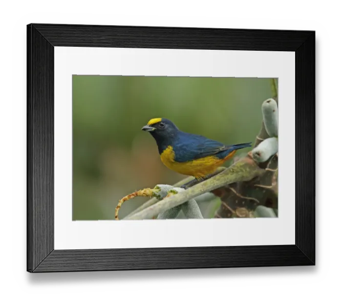 Framed Print : Fulvous-vented Euphonia (Euphonia fulvicrissa fulvicrissa) adult male, feeding in fruiting tree, Canopy Tower, Panama Framed Print : Fulvous-vented Euphonia (Euphonia fulvicrissa fulvicrissa) adult male, feeding in fruiting tree, Canopy Tower, Panama
