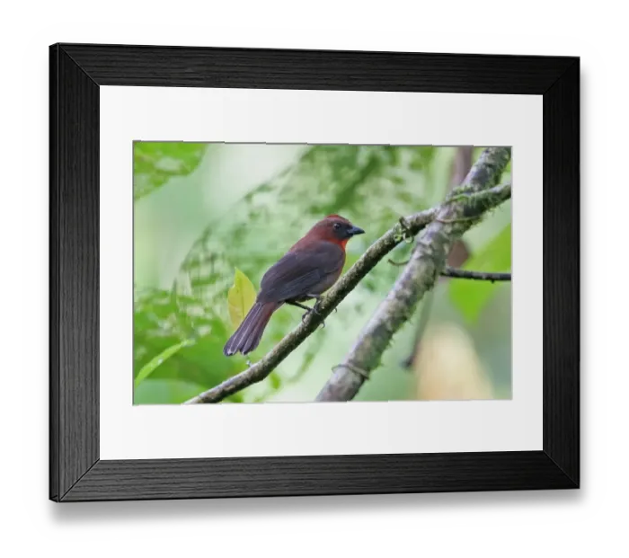 Framed Print : Red-throated Ant-tanager (Habia fuscicauda willisi) adult male, perched on twig, Rio Indio, Panama, October Framed Print : Red-throated Ant-tanager (Habia fuscicauda willisi) adult male, perched on twig, Rio Indio, Panama, October