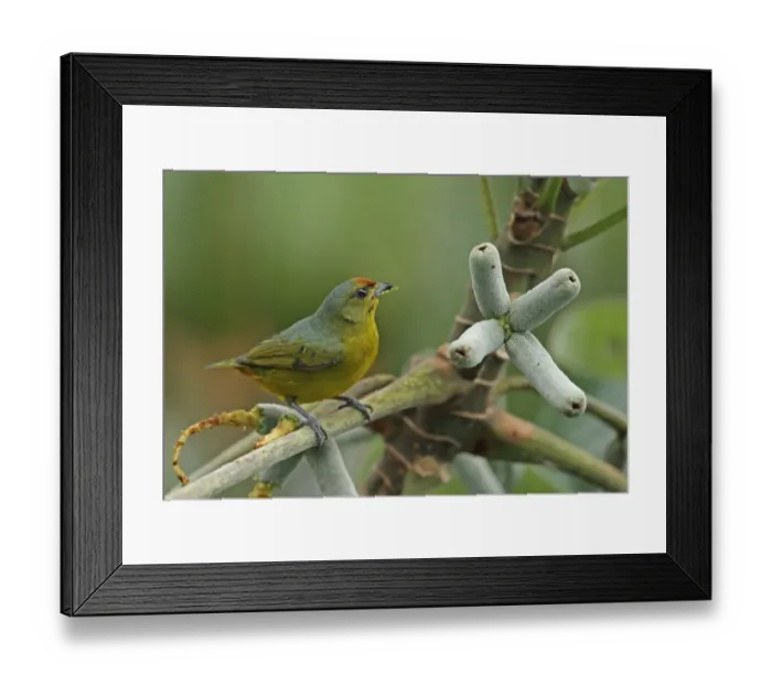 Framed Print : Fulvous-vented Euphonia (Euphonia fulvicrissa fulvicrissa) adult female, feeding in fruiting tree, Canopy Tower Framed Print : Fulvous-vented Euphonia (Euphonia fulvicrissa fulvicrissa) adult female, feeding in fruiting tree, Canopy Tower