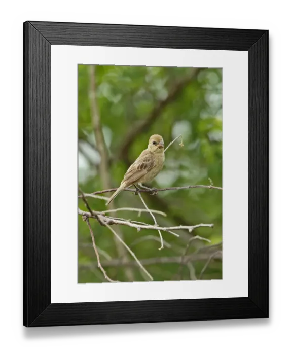 Framed Print : Ruddy-breasted Seedeater (Sporophila minuta centralis) adult female, perched on twig, Juan Hombron, Panama, October Framed Print : Ruddy-breasted Seedeater (Sporophila minuta centralis) adult female, perched on twig, Juan Hombron, Panama, October