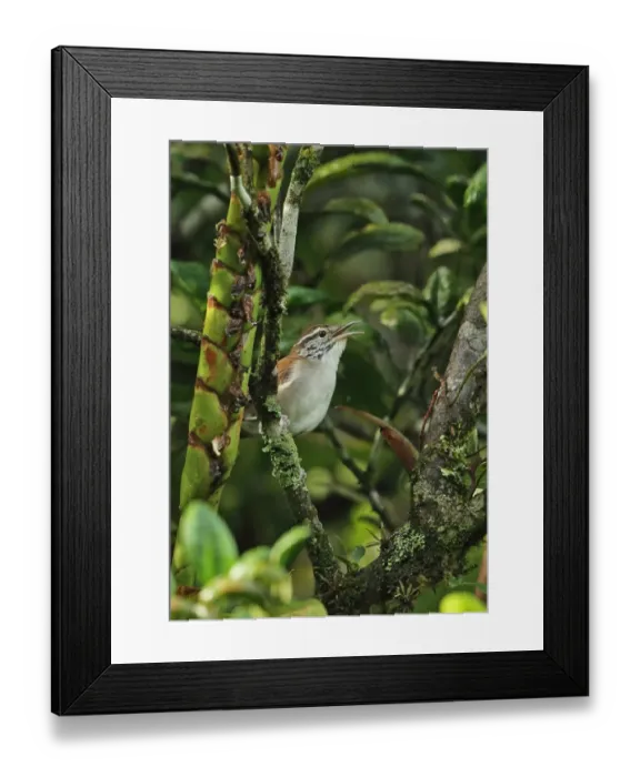 Framed Print : Rufous-and-white Wren (Thryophilus rufalbus skutchi) adult, singing, perched in orange tree, El Valle, Panama, October Framed Print : Rufous-and-white Wren (Thryophilus rufalbus skutchi) adult, singing, perched in orange tree, El Valle, Panama, October
