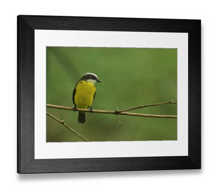 Framed Print : Rusty-margined Flycatcher (Myiozetetes cayanensis hellmayri) adult, perched on twig, Chagres River, Panama, November