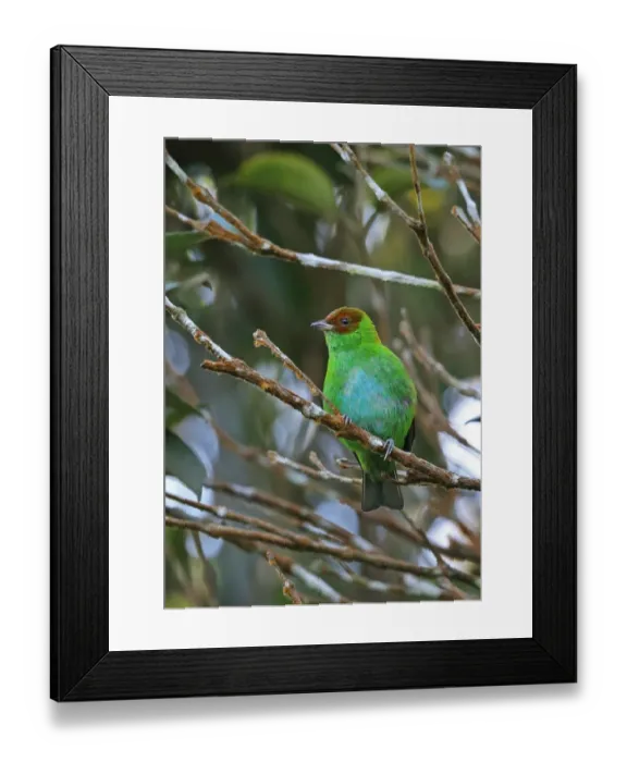 Framed Print : Rufous-winged Tanager (Tangara lavinia dalmasi) adult male, perched on twig, Cerro Azul, Panama, November Framed Print : Rufous-winged Tanager (Tangara lavinia dalmasi) adult male, perched on twig, Cerro Azul, Panama, November