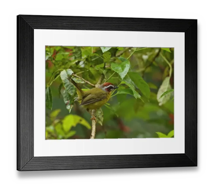 Framed Print : Rufous-capped Warbler (Basileuterus rufifrons mesochrysus) adult, with tail cocked, perched on wet branch after rain Framed Print : Rufous-capped Warbler (Basileuterus rufifrons mesochrysus) adult, with tail cocked, perched on wet branch after rain