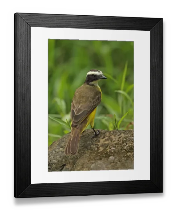 Framed Print : Rusty-margined Flycatcher (Myiozetetes cayanensis hellmayri) adult, standing on rock, Chagres River, Panama, November Framed Print : Rusty-margined Flycatcher (Myiozetetes cayanensis hellmayri) adult, standing on rock, Chagres River, Panama, November