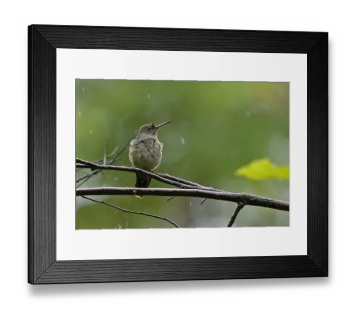 Framed Print : Scaly-breasted Hummingbird (Phaeochroa cuvierii furvescens) adult, perched on twig during rainfall, near Santa Clara Framed Print : Scaly-breasted Hummingbird (Phaeochroa cuvierii furvescens) adult, perched on twig during rainfall, near Santa Clara