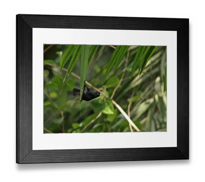 Framed Print : Scarlet-rumped Cacique (Cacicus microrhynchus microrhynchus) adult, hanging from palm tree leaf, Canopy Tower, Panama Framed Print : Scarlet-rumped Cacique (Cacicus microrhynchus microrhynchus) adult, hanging from palm tree leaf, Canopy Tower, Panama