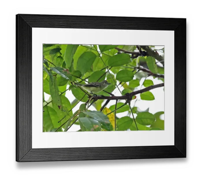 Framed Print : Southern Beardless Tyrannulet (Camptostoma obsoletum flaviventre) adult, perched on twig, Chagres River, Panama