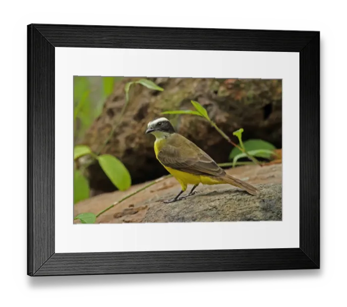 Framed Print : Rusty-margined Flycatcher (Myiozetetes cayanensis hellmayri) adult, standing on rock, Chagres River, Panama, November Framed Print : Rusty-margined Flycatcher (Myiozetetes cayanensis hellmayri) adult, standing on rock, Chagres River, Panama, November