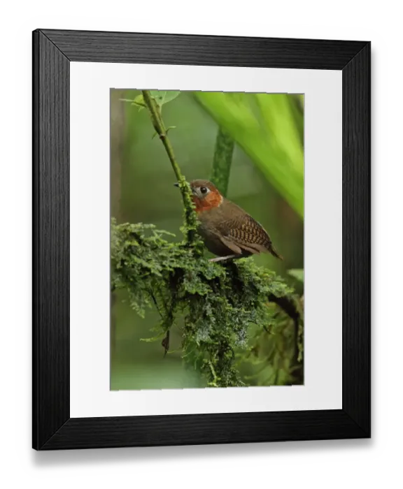 Framed Print : Song Wren (Cyphorhinus phaeocephalus lawrencii) adult, perched on mossy branch, El Valle, Panama, November Framed Print : Song Wren (Cyphorhinus phaeocephalus lawrencii) adult, perched on mossy branch, El Valle, Panama, November