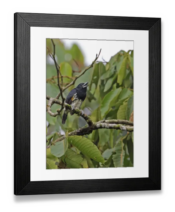 Framed Print : Spot-crowned Barbet (Capito maculicoronatus maculicoronatus) adult female, calling, perched on branch, El Valle Framed Print : Spot-crowned Barbet (Capito maculicoronatus maculicoronatus) adult female, calling, perched on branch, El Valle