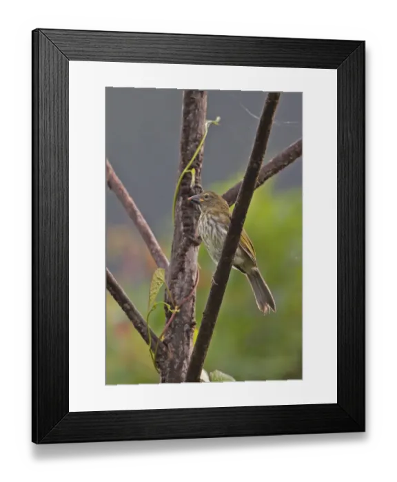 Framed Print : Streaked Saltator (Saltator striatipectus isthmicus) adult, perched on branch, Rio Indio, Panama, October Framed Print : Streaked Saltator (Saltator striatipectus isthmicus) adult, perched on branch, Rio Indio, Panama, October
