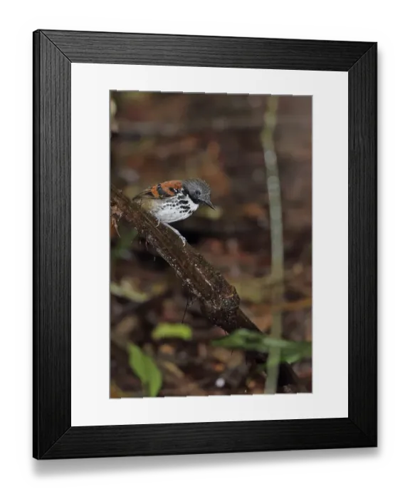 Framed Print : Spotted Antbird (Hylophylax naevioides naevioides) adult male, perched on branch, Pipeline Road, Panama, November